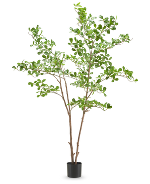 La plante artificielle Terminalia Catappa 180 cm présente de fines branches brunes avec des bouquets de petites feuilles vertes rondes dans un simple pot noir, sur un fond blanc.