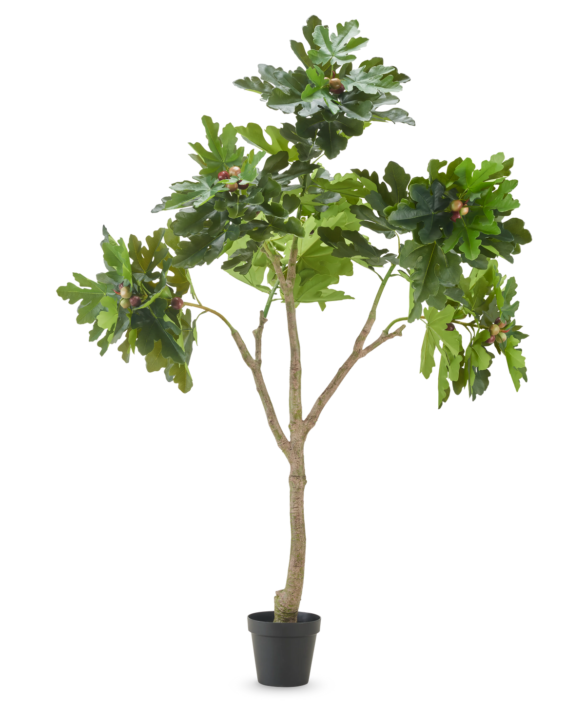 Le figuier artificiel Ficus Carica de 210 cm a de multiples branches, des feuilles vertes luxuriantes et plusieurs figues non mûres sur un fond blanc uni.