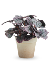 La Feuille Rugose artificielle 21 cm grise a des feuilles panachées de violet foncé et de vert dans un pot marron clair avec structure, présentées sur un fond blanc uni.