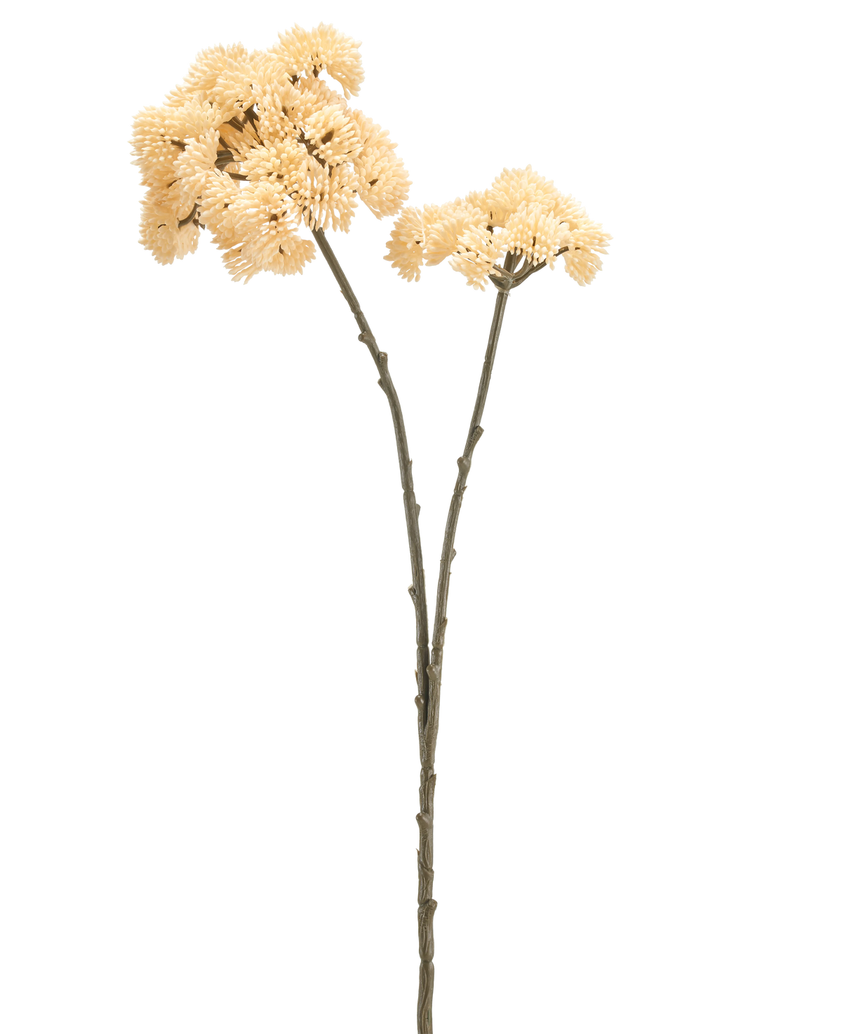 Deux grands sédums de fleurs artificielles mesurant 70 cm avec des tiges de couleur crème avec des tiges vert-brun et des bouquets de fleurs à pompons épineux de couleur crème sont présentés sur un fond blanc uni.