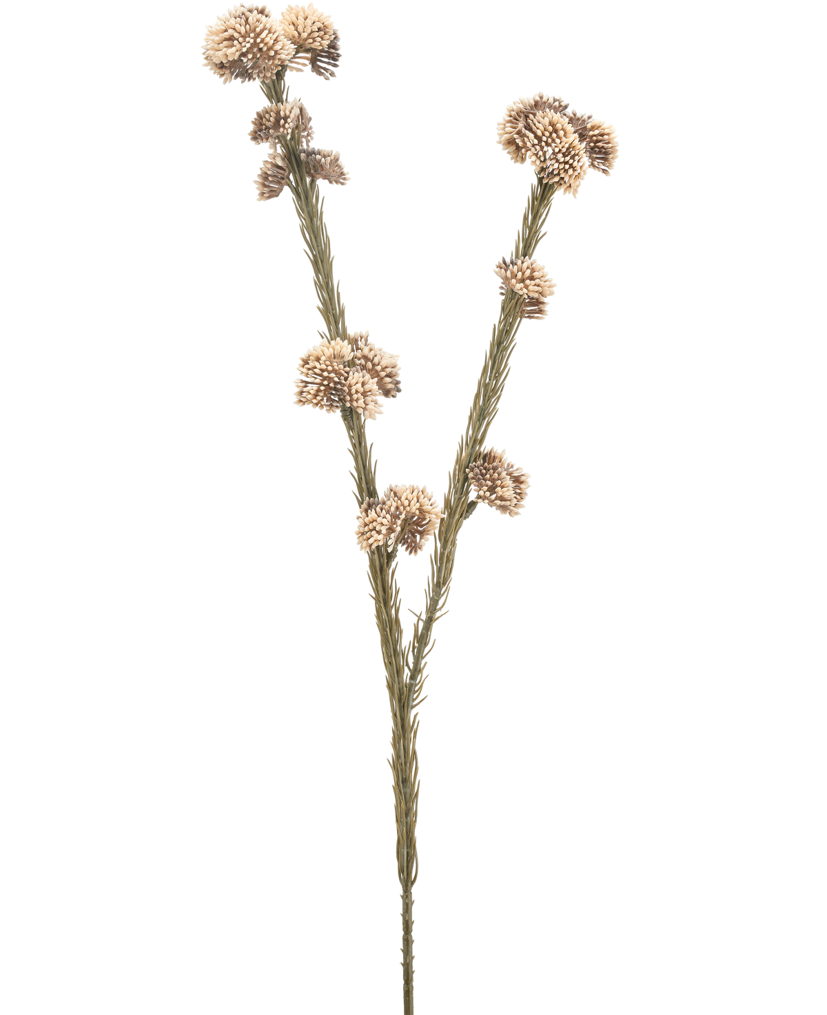 La fleur artificielle Ozothamnus diosmifolius 57 cm crème/marron a une seule tige séchée avec deux branches, chacune avec des grappes de petites fleurs rondes épineuses beiges et brunes sur un fond blanc uni.