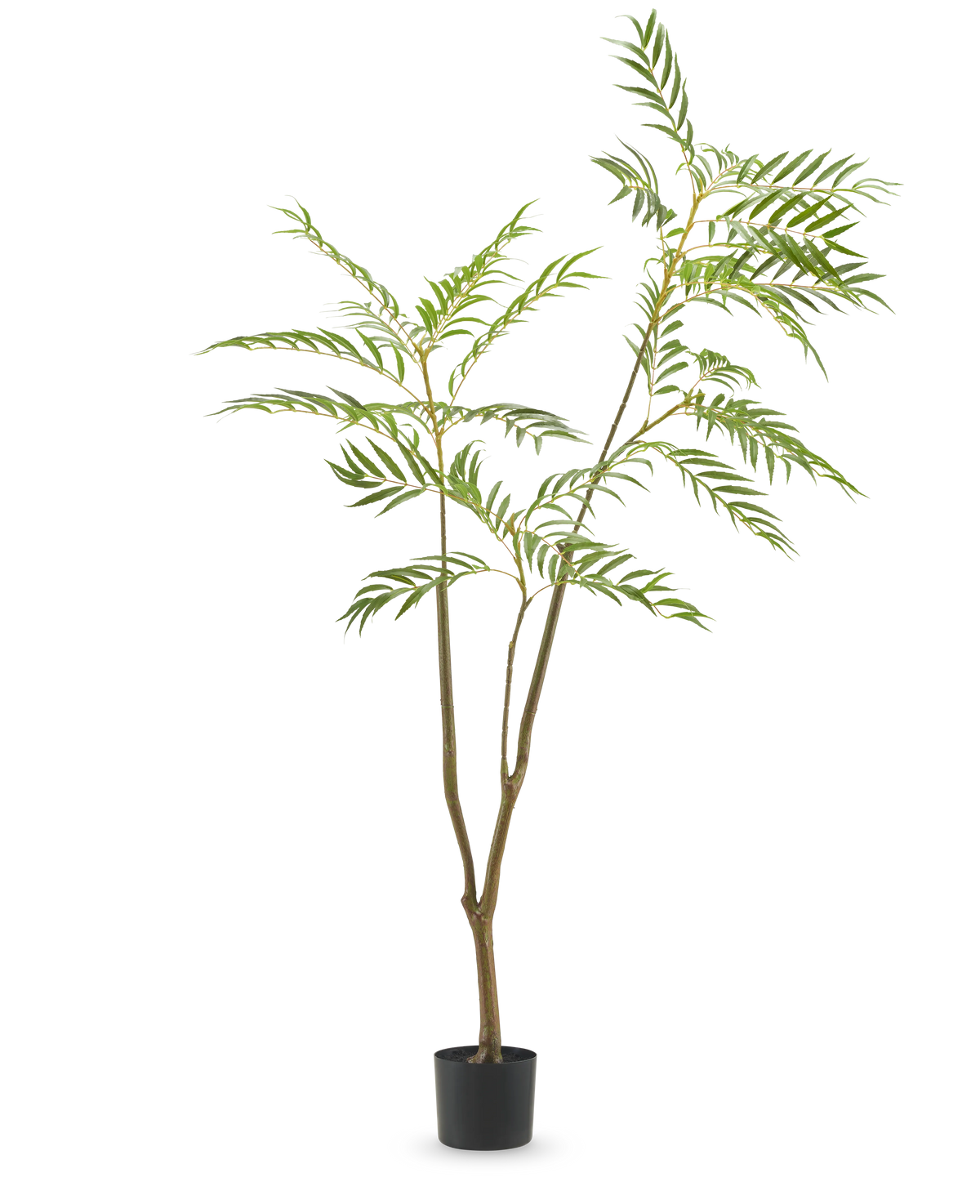La plante artificielle Mahonia 180 cm est une grande plante artificielle avec des tiges fines et de longues feuilles vertes étroites dans un simple pot noir, représentée sur un fond blanc uni.