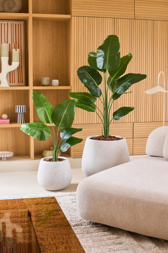 Deux plantes artificielles en pot Strelitzia 150 cm Real Touch2, avec de grandes feuilles vertes réalistes, se dressent sur un sol blanc à côté d'un canapé beige. Derrière, se trouve une étagère en bois avec des objets décoratifs, qui donne au salon cosy un look moderne.