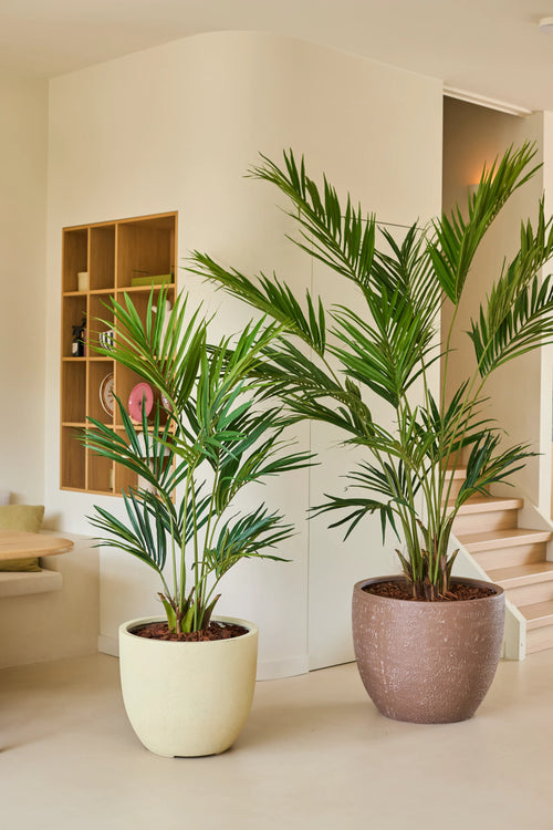 Deux palmiers Kentia artificiels de 150 cm se tiennent côte à côte dans un espace de vie moderne et minimaliste avec des murs de couleur claire, des étagères en bois et un escalier en arrière-plan.