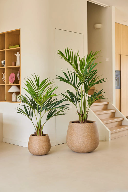 Deux palmiers Kentia artificiels de 120 cm, plantes artificielles dans de grands pots ronds beiges, se dressent sur un sol clair près des escaliers dans un espace de vie moderne et minimaliste avec des étagères en bois et une décoration neutre.