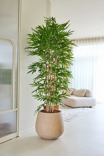 Le Bambou Artificiel 210 cm se trouve dans un salon lumineux et moderne avec un canapé beige, des voilages blancs et une décoration minimaliste.