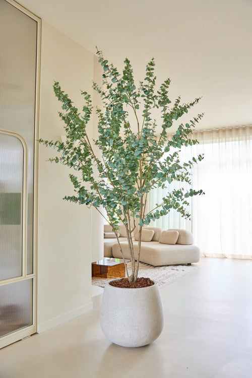 Dans un salon lumineux et moderne avec des murs blancs, des voilages et un canapé crème, se trouve une plante d'eucalyptus artificielle de 240 cm avec des branches fines et des feuilles vertes.