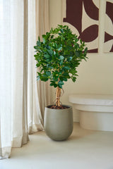 Une plante Schefflera artificielle de 120 cm aux feuilles vertes brillantes trône au sol à côté de rideaux beiges translucides et d'un canapé blanc dans une pièce moderne et minimaliste, apportant une touche de fraîcheur avec ses élégants pots décoratifs.