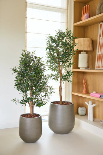 Deux plantes d'intérieur en pots aux feuilles vertes, dont un Olivier Artificiel 120 cm UV, se côtoient dans des pots gris près d'une bibliothèque en bois décorée d'objets décoratifs et d'une fenêtre recouverte d'un store enrouleur de couleur claire. Profitez de la beauté de cet Olivier artificiel 120 cm UV sans entretien, parfait pour des intérieurs élégants et sans soucis, sans aucun entretien.