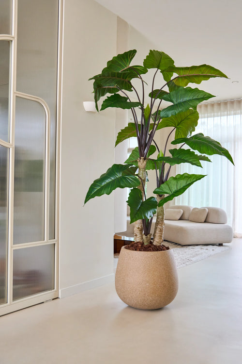 La plante artificielle Alocasia de 240 cm, avec ses larges feuilles vertes, trône en bonne place dans un salon lumineux et moderne avec un canapé de couleur claire, des rideaux translucides et une décoration minimaliste.