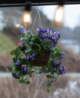 Le Bégonia artificiel violet en panier UV 70 cm est un panier suspendu avec des bégonias artificiels violets vibrants avec des feuilles vertes, parfait pour l'extérieur. L’agencement ajoute de la couleur et du charme sous des ampoules chaudes.