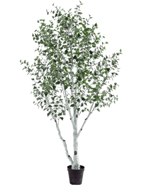 Le Bouleau Artificiel 300 cm est un bouleau artificiel en pot au tronc et aux branches blancs, décoré de petites feuilles vertes, sur un fond uni blanc.
