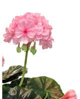 Un gros plan du géranium artificiel 40 cm rose, avec des grappes de fleurs roses réalistes et des feuilles vertes sur fond blanc, qui souligne la beauté réaliste de cette plante artificielle.