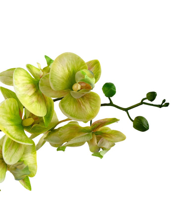 Un gros plan de l'orchidée artificielle Real Touch 60 cm verte montre des fleurs d'orchidée vert clair et jaune avec quelques bourgeons non ouverts sur la tige, sur un fond blanc.