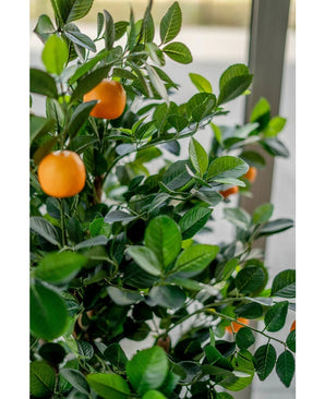 Gros plan de l'oranger artificiel de 120 cm, aux feuilles vertes luxuriantes et aux multiples fruits oranges mûrs, placé à l'intérieur près d'une fenêtre lumineuse.