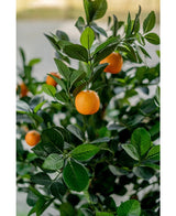 Un gros plan de l'oranger artificiel de 120 cm montre des fruits orange vif parmi des feuilles vertes brillantes, avec un arrière-plan flou qui souligne l'aspect réaliste et vibrant de l'arbre artificiel.
