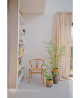 Une pièce minimaliste avec une chaise en bois à côté de la fougère artificielle 85 cm et deux plantes d'intérieur en pot, une haute fenêtre avec des rideaux beiges et une étagère blanche avec des livres et de la décoration. Une douce lumière naturelle remplit la pièce.