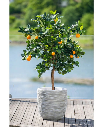 Un oranger artificiel de 120 cm aux fruits mûrs se dresse dans un pot blanc en relief sur une terrasse en bois, surplombant une pièce d'eau brumeuse et un paysage verdoyant à l'extérieur.