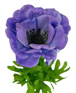 Un gros plan de l'Anémone Artificielle Real Touch Bleu Violet 52 cm montre les volants des pétales bleu-violet et le cœur sombre sur un fond blanc, avec des feuilles vertes à la base.