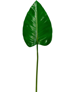 La feuille artificielle Alocasia 78 cm a une grande feuille verte brillante avec un sommet pointu et des nervures proéminentes sur une tige longue et mince, sur un fond blanc uni.