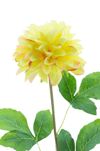 La Fleur Artificielle Dahlia Real Touch Champagne 73 cm présente un dahlia réaliste de couleur champagne sur une longue tige verte avec de grandes feuilles, sur un fond blanc uni.