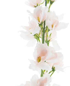 Gros plan de la Fleur Artificielle Larkspur Real Touch champagne pa 90 cm, avec des fleurs rose tendre aux pétales fins et aux coeurs jaunes sur un fond blanc éclatant.