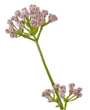 Le gazon artificiel poireau fleur oignon herbe pot 120 cm ignifuge a une seule tige verte avec des bouquets de petites fleurs roses délicates sur un fond blanc.