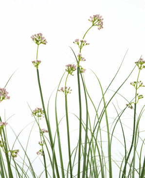 Le pot de gazon artificiel pour poireaux, fleurs et oignons de 120 cm a des tiges vertes hautes et fines avec des bouquets de fleurs rose clair et des feuilles ressemblant à de l'herbe. Cette plante artificielle est ignifuge et est présentée dans un pot élégant pour un aspect naturel.