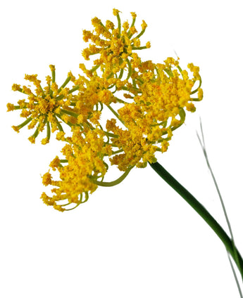 Gros plan de bonsaï d'herbe d'oignon de fleur de racine d'herbe artificielle, 60 cm de haut, fleurs artificielles groupées jaunes sur des tiges vertes, ignifuges, isolées sur fond blanc.
