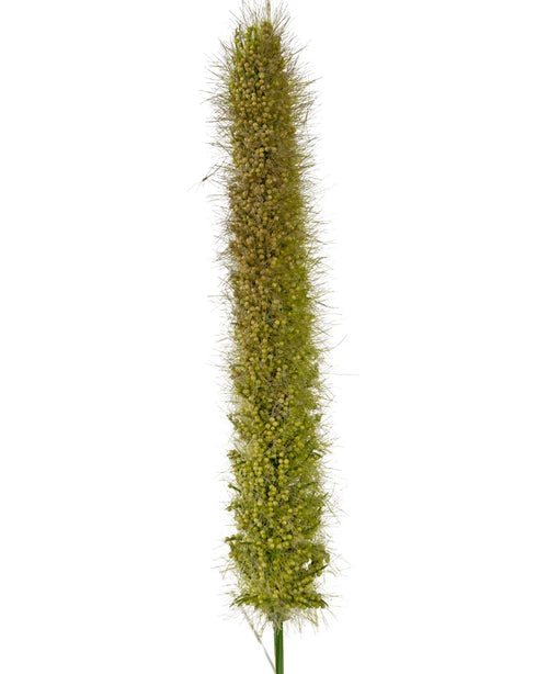 Un gros plan du pot d'herbe à oignon et quenouille artificielle de 150 cm ignifuge montre sa tête de graine de sétaire verte verticale et réaliste avec de petits poils et des graines denses sur un fond blanc uni.
