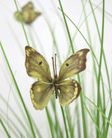 Un pot d'herbe à oignon papillon en gazon artificiel de 90 cm ignifuge montre un papillon jaune et brun reposant sur de fines feuilles vertes, avec un autre papillon pâle sur le fond pâle.