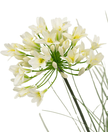 Un gros plan du pot de gazon artificiel d'agapanthe blanche et d'oignon de 90 cm ignifuge montre de délicates fleurs blanches avec un centre jaune sur de longues tiges vertes, entourées de feuilles vaporeuses, sur un fond blanc uni.