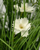Le pot d'herbe d'oignon de fleur de Gesang blanche de gazon artificiel (56 cm, ignifuge) a deux fleurs blanches avec des pétales dentelés et un cœur jaune, au milieu d'une herbe verte réaliste et de feuilles pour un effet luxuriant.