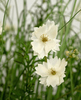 Le pot d'herbe d'oignon de fleur de Gesang blanc de gazon artificiel ignifuge de 90 cm a des fleurs blanches réalistes en couches avec de petits bourgeons, entre l'herbe verte fine et le feuillage pour un look frais et naturel.