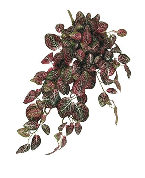 Plante suspendue artificielle Fittonia Rouge et blanc de 70 cm à feuilles ovales, veinées vert foncé, roses et blanches. Une verdure luxuriante et vibrante suspendue gracieusement sur un fond blanc.