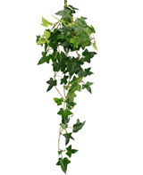 La plante artificielle suspendue Lierre Boston 70 cm vert a des feuilles vertes en forme d'étoile et de longues vrilles sinueuses, parfaites pour ajouter une touche de nature sur un fond blanc.