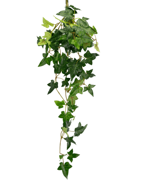 La plante artificielle suspendue Lierre Boston 70 cm vert a des feuilles vertes en forme d'étoile et de longues vrilles sinueuses, parfaites pour ajouter une touche de nature sur un fond blanc.