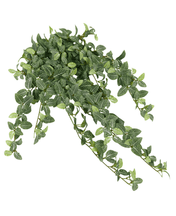 Le Fittonia Artificiel Vert-blanc 90 cm est une plante artificielle suspendue avec des feuilles vertes et des veines blanches, qui cascadent dans plusieurs directions sur un fond blanc.