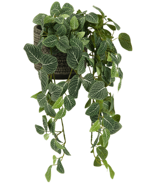 La plante artificielle suspendue Fittonia vert-blanc 70 cm présente des feuilles vertes suspendues avec des veines blanches, qui émergent d'un élégant pot noir-marron, sur un fond blanc.
