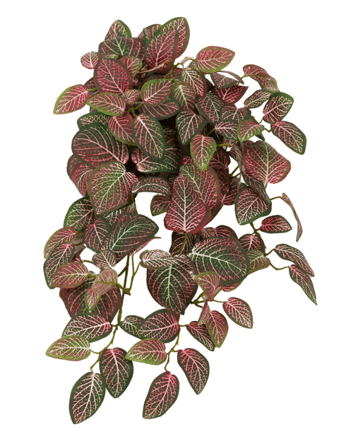 La plante artificielle suspendue Fittonia Rouge et Blanc 70 cm possède des feuilles vertes ovales denses et pendantes avec des nervures blanches et rose-rouge frappantes, sur un fond blanc.