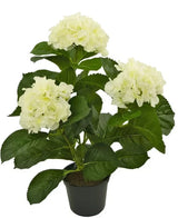 Présentation de la plante artificielle Hortensia White UV 35 cm, une plante artificielle réaliste avec trois bouquets de fleurs d'hortensia blanc clair et des feuilles vertes luxuriantes, magnifiquement conçues pour ressembler à de vraies fleurs, présentées sur un fond blanc éclatant.