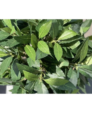 Un gros plan de la plante artificielle Laurel UV d65 cm montre des feuilles ovales pointues d'un vert luxuriant avec des nervures proéminentes, tandis que la lumière du soleil projette des ombres douces sur le feuillage artificiel.