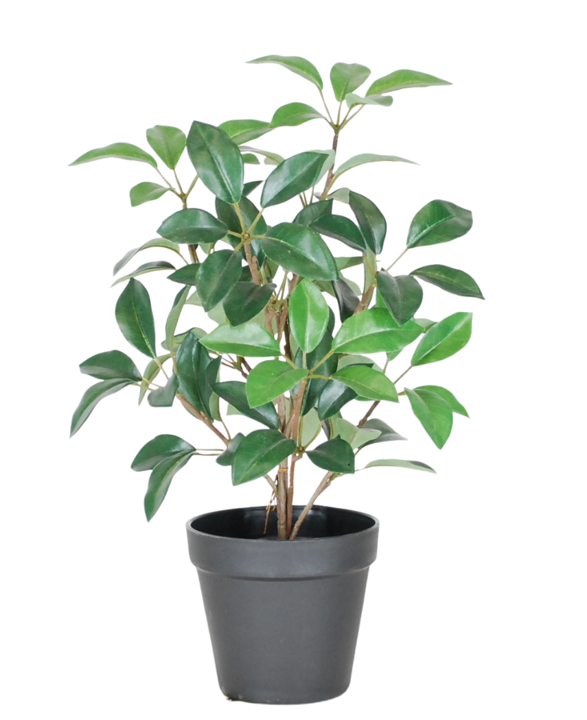 Le Laurier Artificiel en pot UV 43 cm est une petite plante en pot d'un vert luxuriant avec de multiples tiges et feuilles ovales, présentée dans un simple pot en plastique noir sur fond blanc.