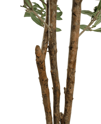 Gros plan de quelques branches d'arbre marron à l'écorce rugueuse et de quelques feuilles vertes de l'olivier artificiel UV 180 cm sur un fond uni blanc.