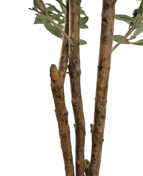 Gros plan de quelques branches d'arbre marron à l'écorce rugueuse et de quelques feuilles vertes de l'olivier artificiel UV 180 cm sur un fond uni blanc.