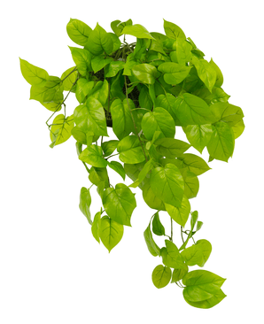 L'arbuste Pothos artificiel Deluxe de 90 cm a des feuilles vertes réalistes en forme de cœur qui tombent en cascade, idéales pour ajouter une verdure luxuriante à n'importe quel espace. Sur la photo isolée sur un fond blanc.