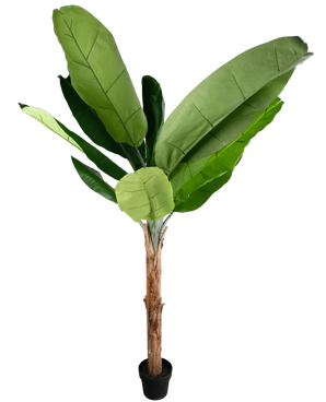 Le Bananier Artificiel 180 cm est un grand bananier artificiel avec de grandes feuilles vertes et un tronc marron dans un petit pot noir, représenté sur un fond blanc uni.
