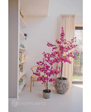 Deux bougainvilliers artificiels de 125 cm violets avec des fleurs violettes vibrantes dans des pots structurés égayent une pièce moderne, à côté d'une chaise en bois, d'une étagère et d'une grande fenêtre avec des rideaux beiges.