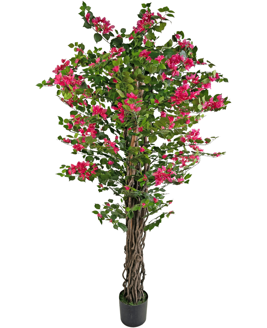 Le Bougainvillier Artificiel 180 cm est une grande plante artificielle avec des tiges brunes torsadées, des feuilles vertes vibrantes et des bouquets de fleurs rose vif dans un pot.