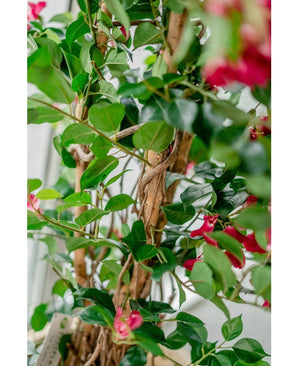 Gros plan du bougainvillier artificiel Liana Fuchsia 115 cm, avec des feuilles vertes luxuriantes, des vrilles ligneuses et des fleurs roses vibrantes. Les tiges et les feuilles entrelacées créent une atmosphère méditerranéenne dans une douce lumière naturelle.
